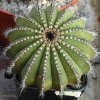 Uebelmannia_pectinifera